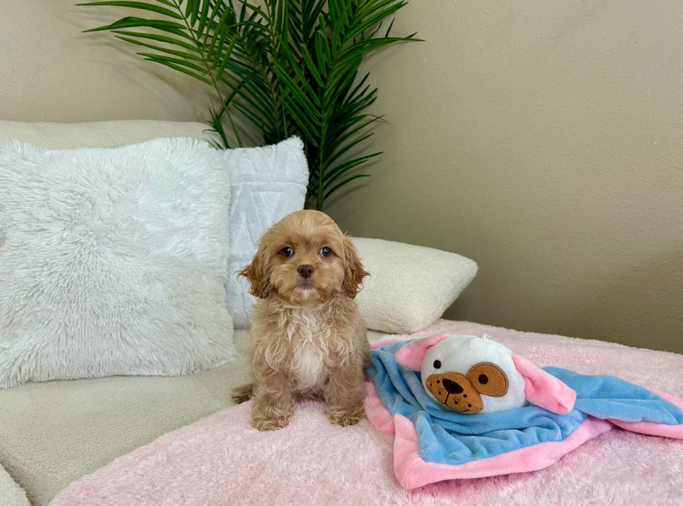 Best Cavapoo Baby