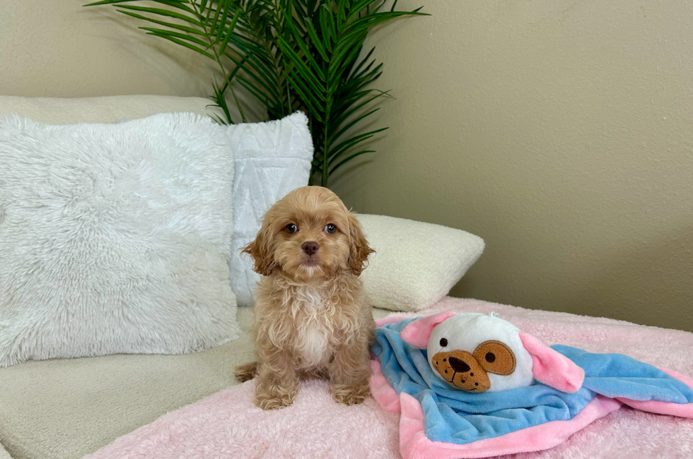 10 week old Cavapoo Puppy For Sale - Lone Star Pups