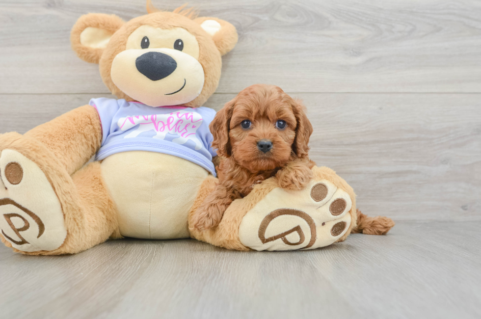 5 week old Cavapoo Puppy For Sale - Lone Star Pups