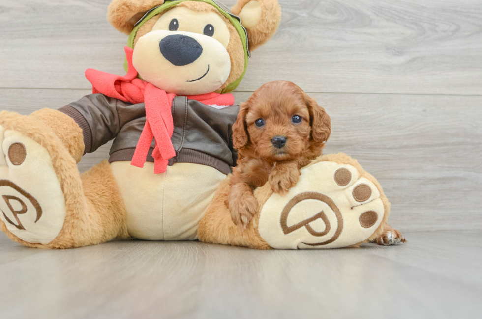 7 week old Cavapoo Puppy For Sale - Lone Star Pups