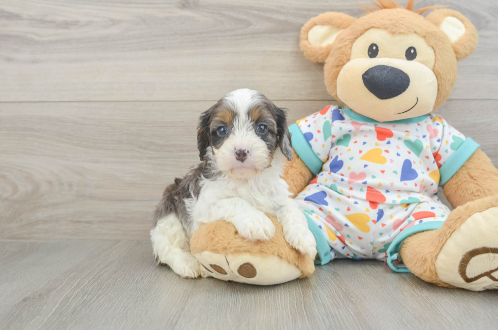 5 week old Cavapoo Puppy For Sale - Lone Star Pups