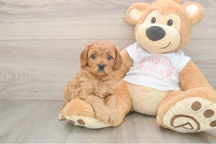 Cavapoo Puppy for Adoption