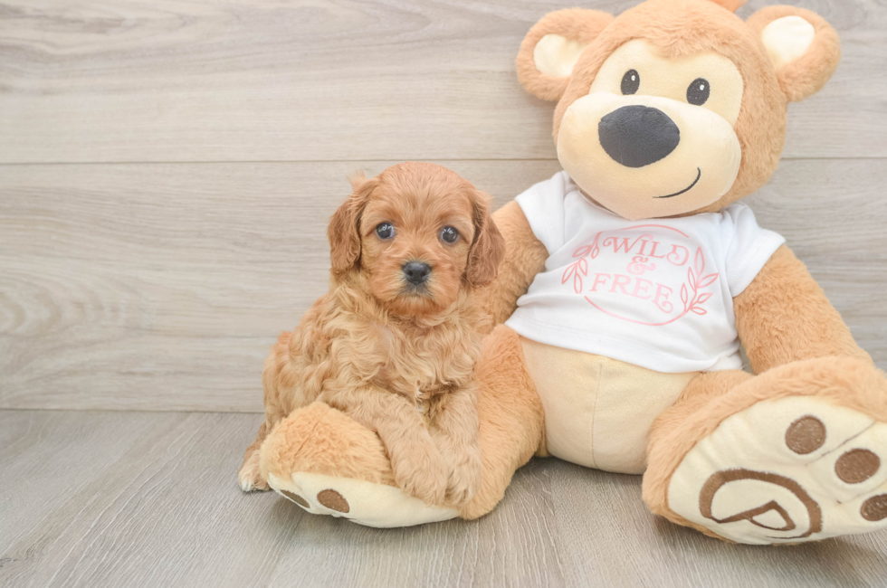 7 week old Cavapoo Puppy For Sale - Lone Star Pups