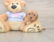 8 week old Cavapoo Puppy For Sale - Lone Star Pups