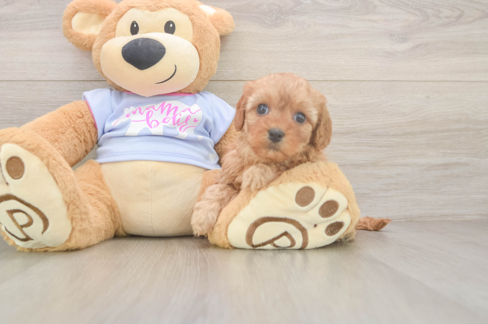 5 week old Cavapoo Puppy For Sale - Lone Star Pups