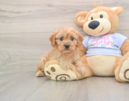 6 week old Cavapoo Puppy For Sale - Lone Star Pups