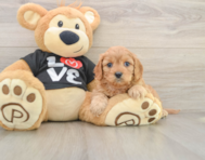 8 week old Cavapoo Puppy For Sale - Lone Star Pups
