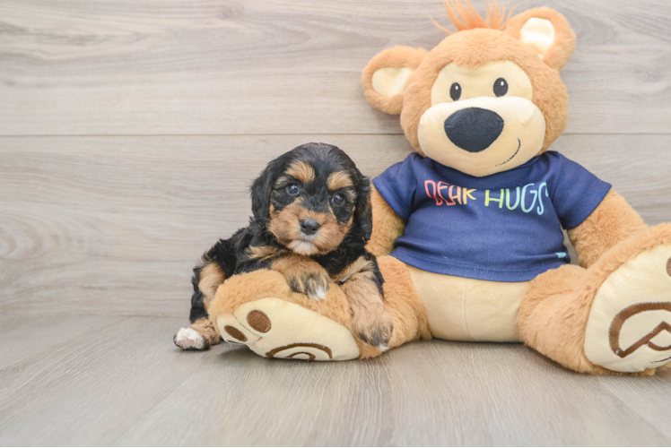 Cavapoo Puppy for Adoption