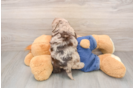 Small Cavapoo Baby