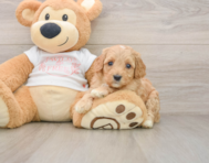 8 week old Cavapoo Puppy For Sale - Lone Star Pups