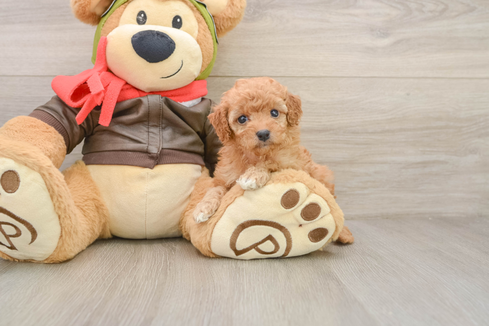 Funny Cavapoo Poodle Mix Pup