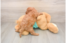 Happy Cavapoo Baby