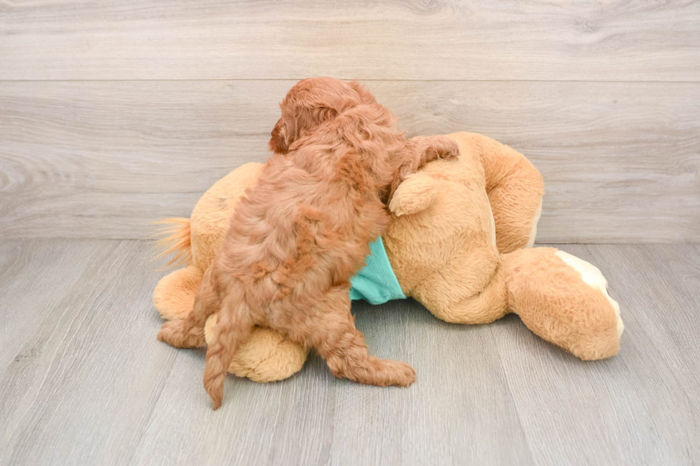 Happy Cavapoo Baby