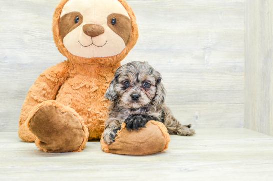 Funny Cavapoo Poodle Mix Pup