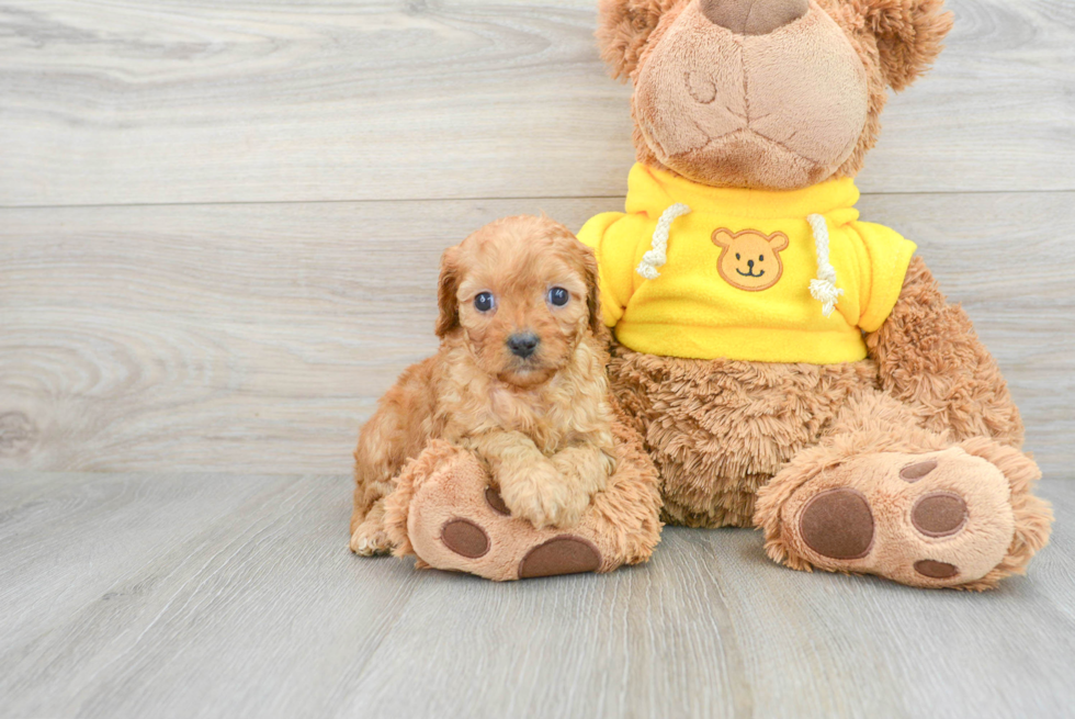 Cavapoo Pup Being Cute