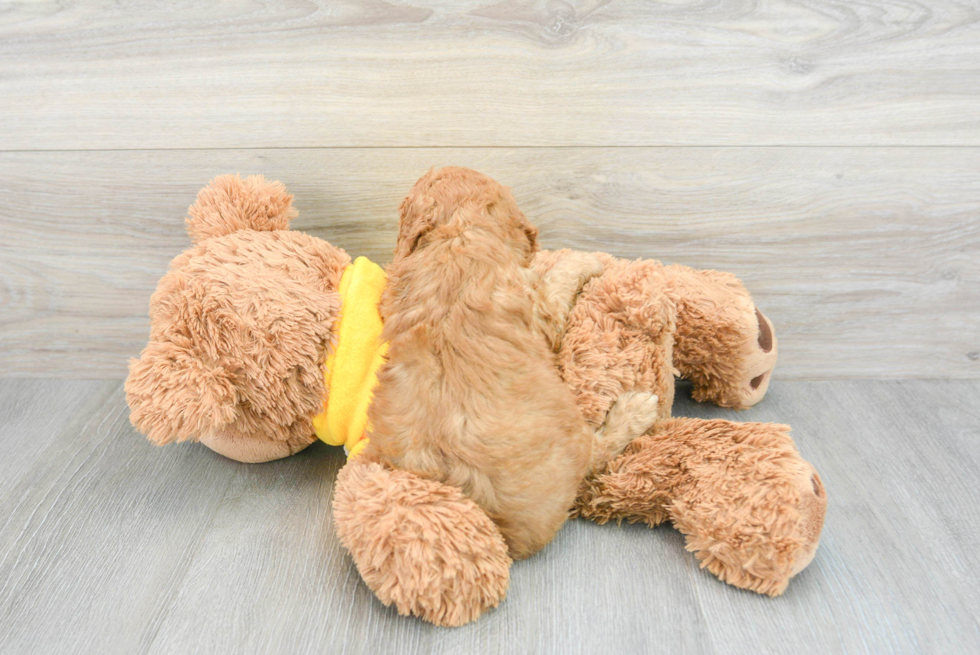 Smart Cavapoo Poodle Mix Pup