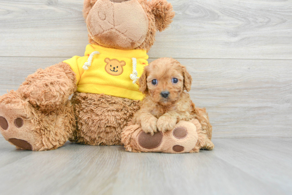Cute Cavapoo Baby
