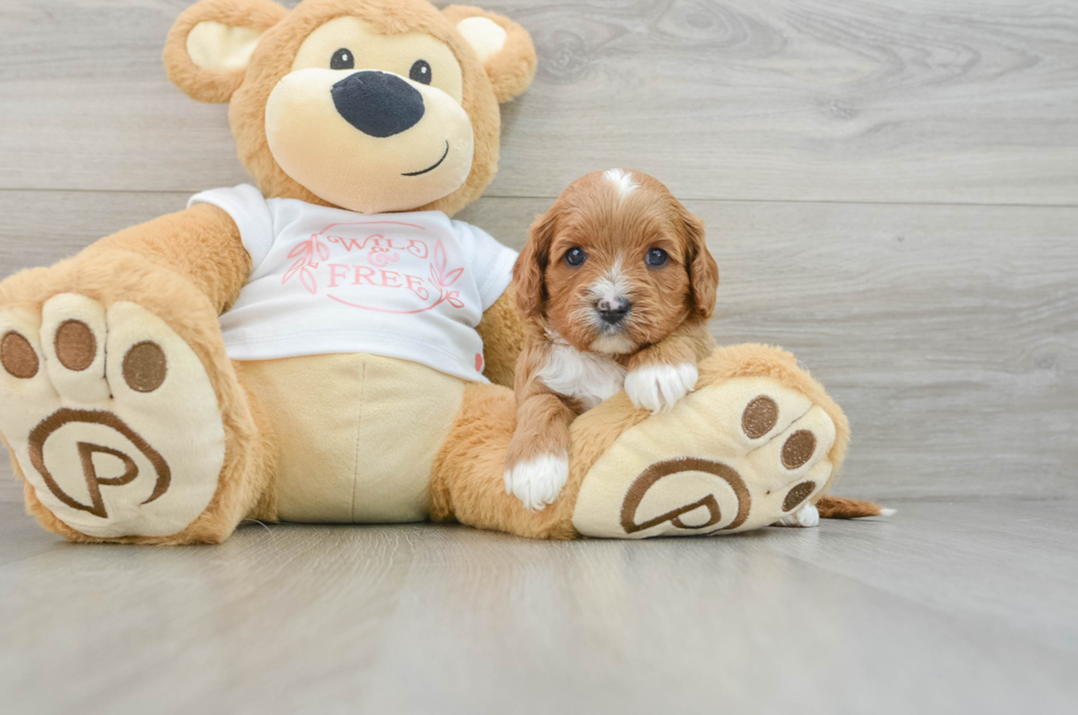 5 week old Cavapoo Puppy For Sale - Lone Star Pups