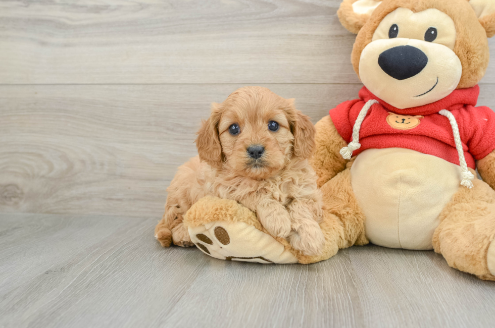 7 week old Cavapoo Puppy For Sale - Lone Star Pups