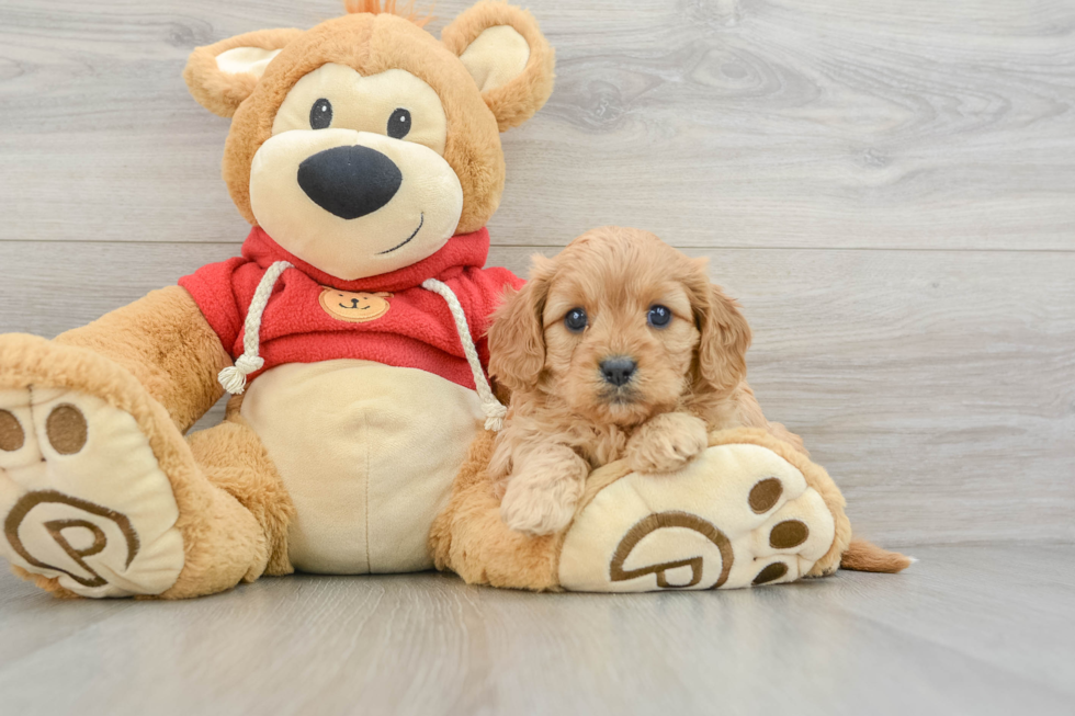 Best Cavapoo Baby