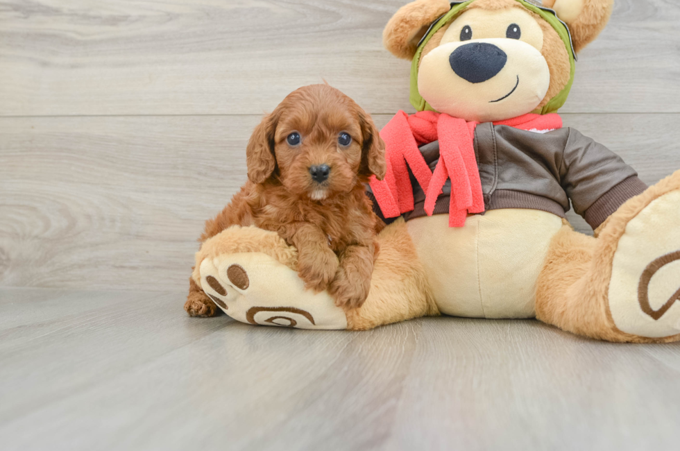 7 week old Cavapoo Puppy For Sale - Lone Star Pups