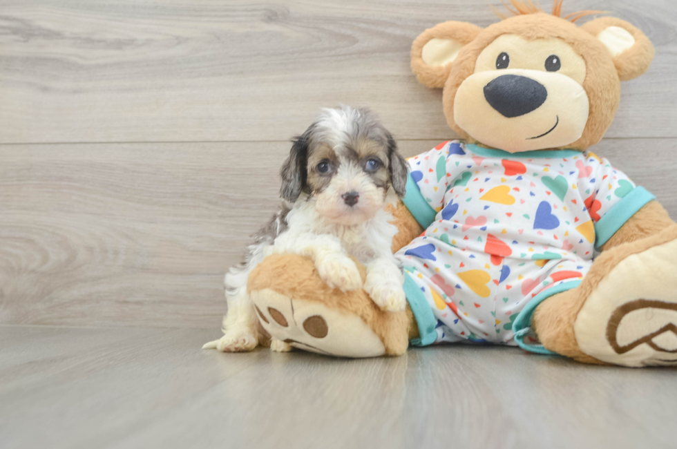 5 week old Cavapoo Puppy For Sale - Lone Star Pups