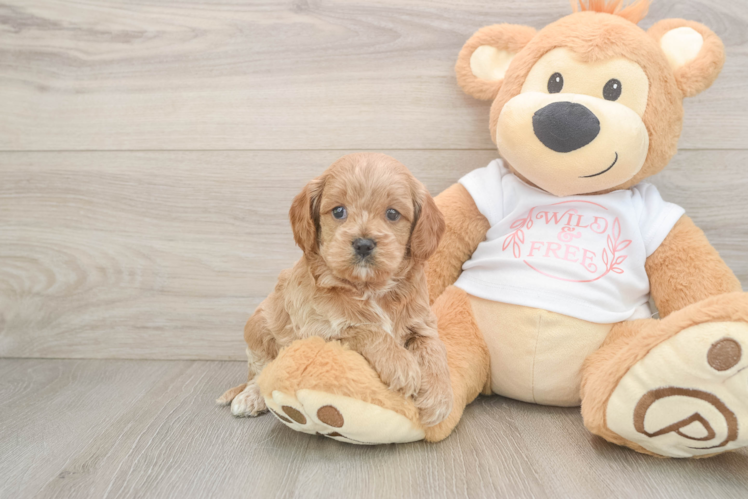 Best Cavapoo Baby