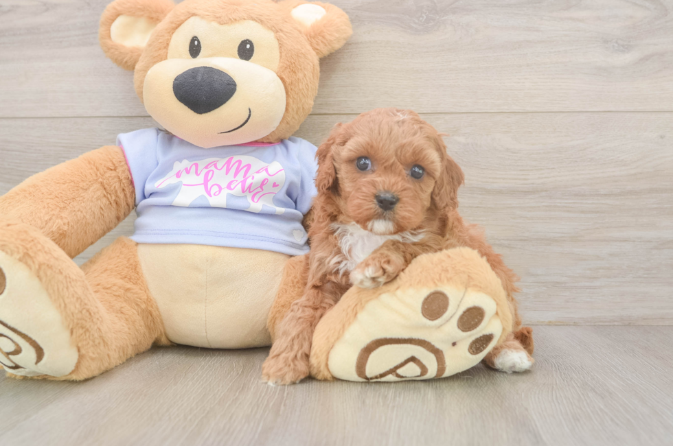 5 week old Cavapoo Puppy For Sale - Lone Star Pups