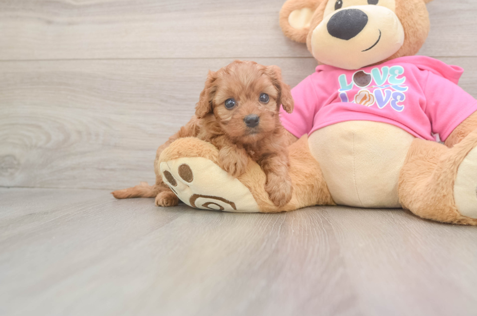 6 week old Cavapoo Puppy For Sale - Lone Star Pups