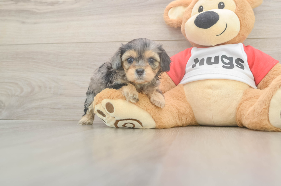 5 week old Cavapoo Puppy For Sale - Lone Star Pups