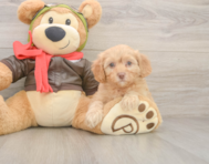 7 week old Cavapoo Puppy For Sale - Lone Star Pups