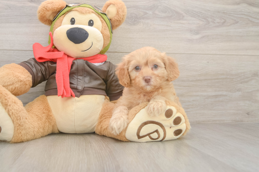 5 week old Cavapoo Puppy For Sale - Lone Star Pups