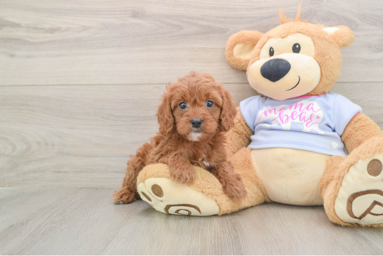 Popular Cavapoo Poodle Mix Pup