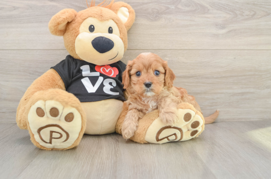 Smart Cavapoo Poodle Mix Pup