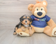 9 week old Cavapoo Puppy For Sale - Lone Star Pups