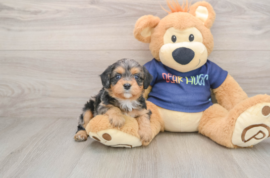 Popular Cavapoo Poodle Mix Pup