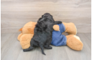 Playful Cavapoodle Poodle Mix Puppy