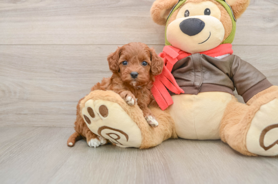 ALBANY, a Cavapoo littermate