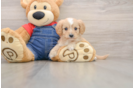 Happy Cavapoo Baby