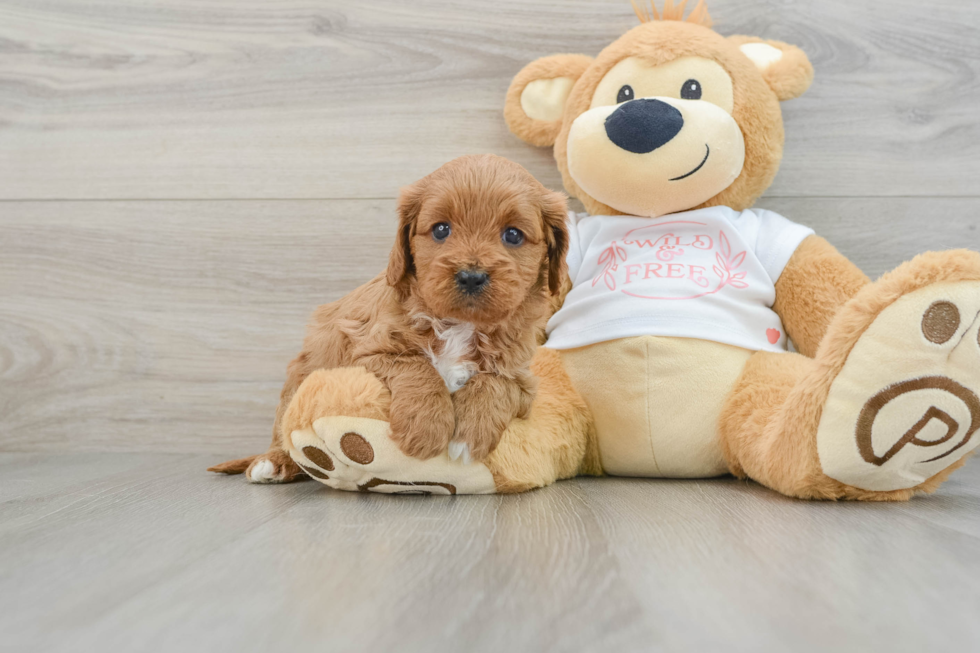 Fluffy Cavapoo Poodle Mix Pup