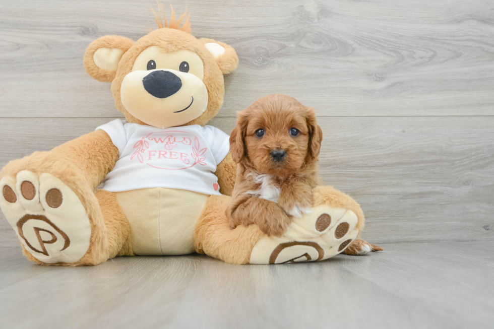 Cavapoo Pup Being Cute