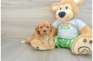 Cavapoo Puppy for Adoption