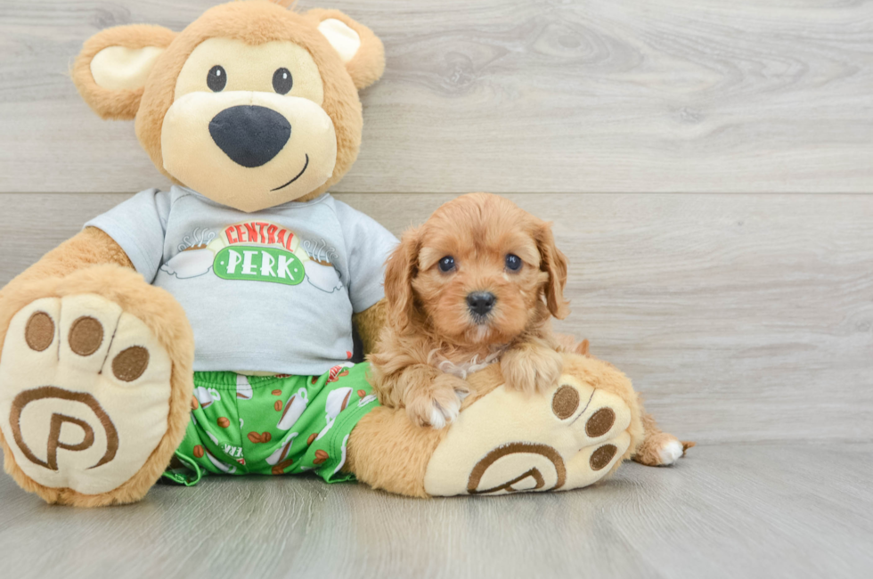 6 week old Cavapoo Puppy For Sale - Lone Star Pups