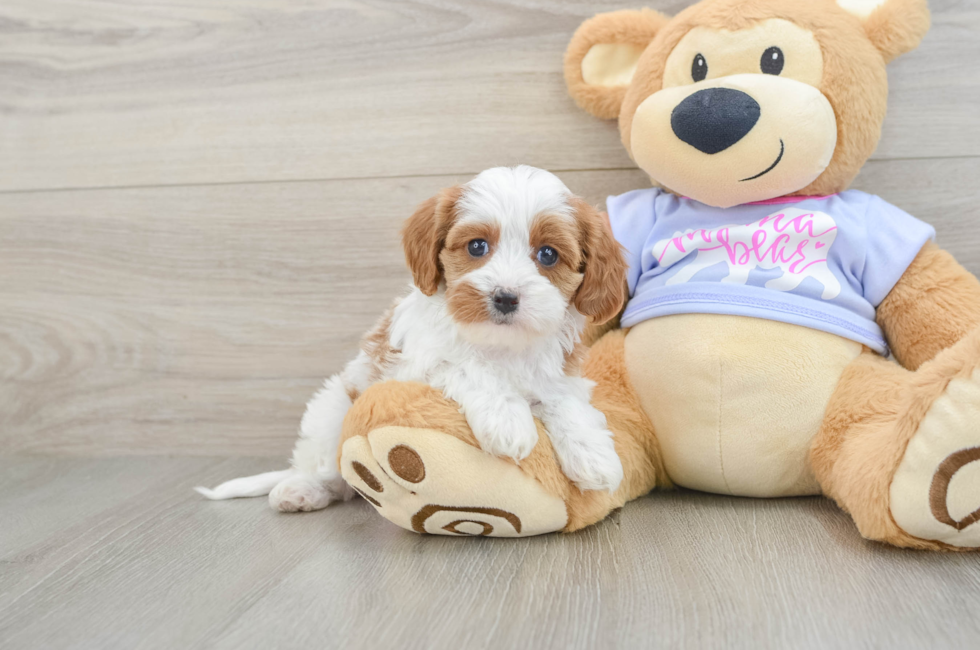 5 week old Cavapoo Puppy For Sale - Lone Star Pups