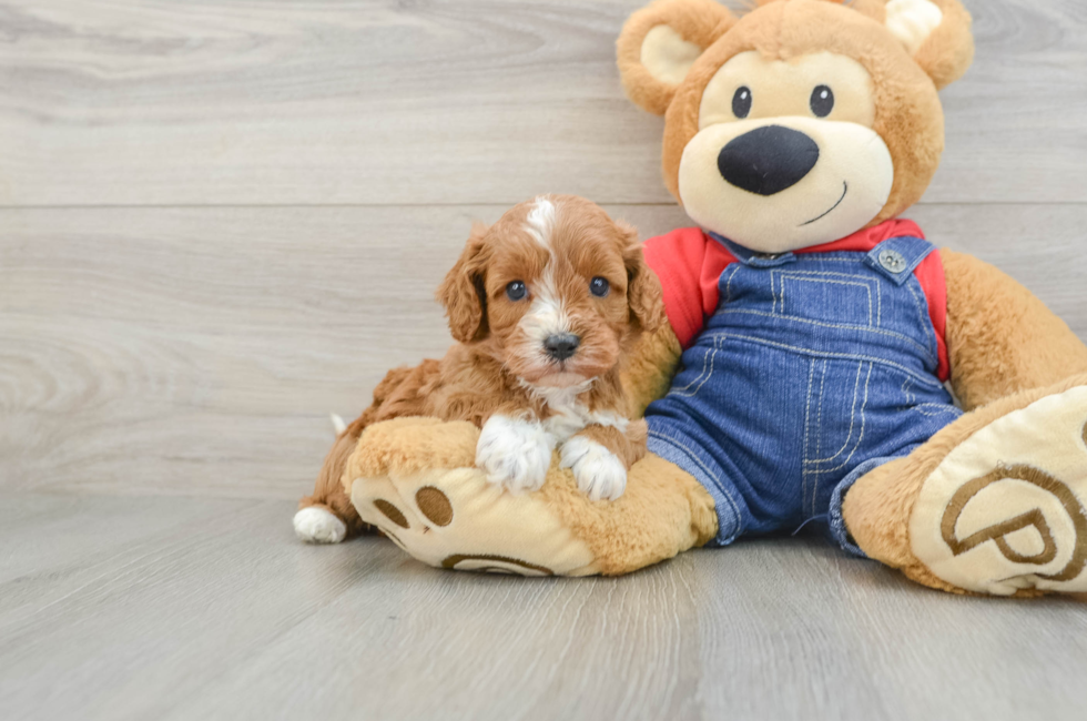 5 week old Cavapoo Puppy For Sale - Lone Star Pups