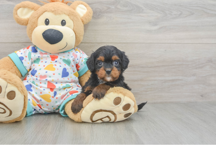Cavapoo Puppy for Adoption