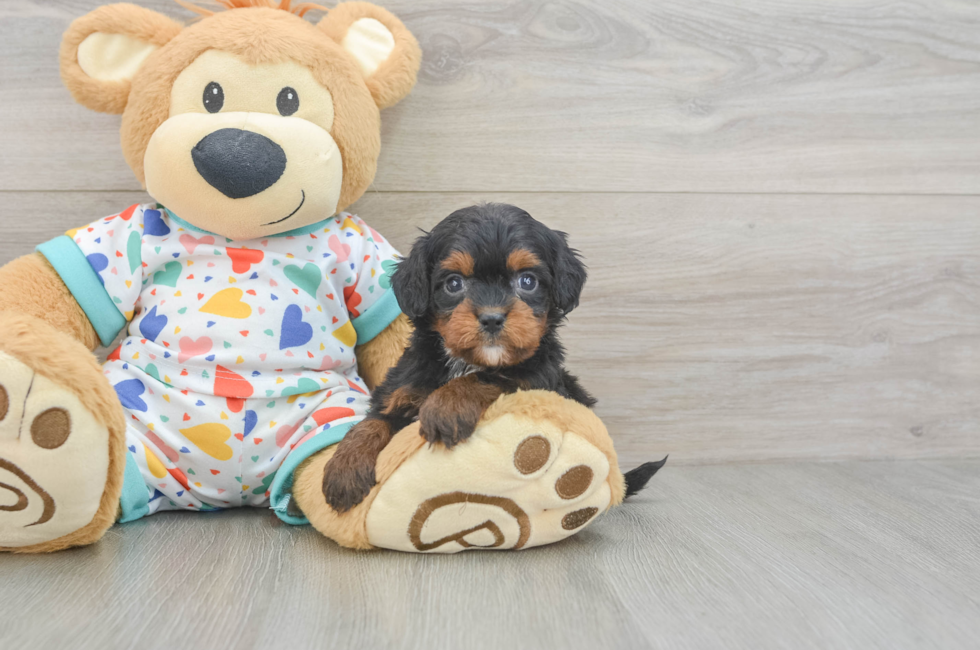 6 week old Cavapoo Puppy For Sale - Lone Star Pups