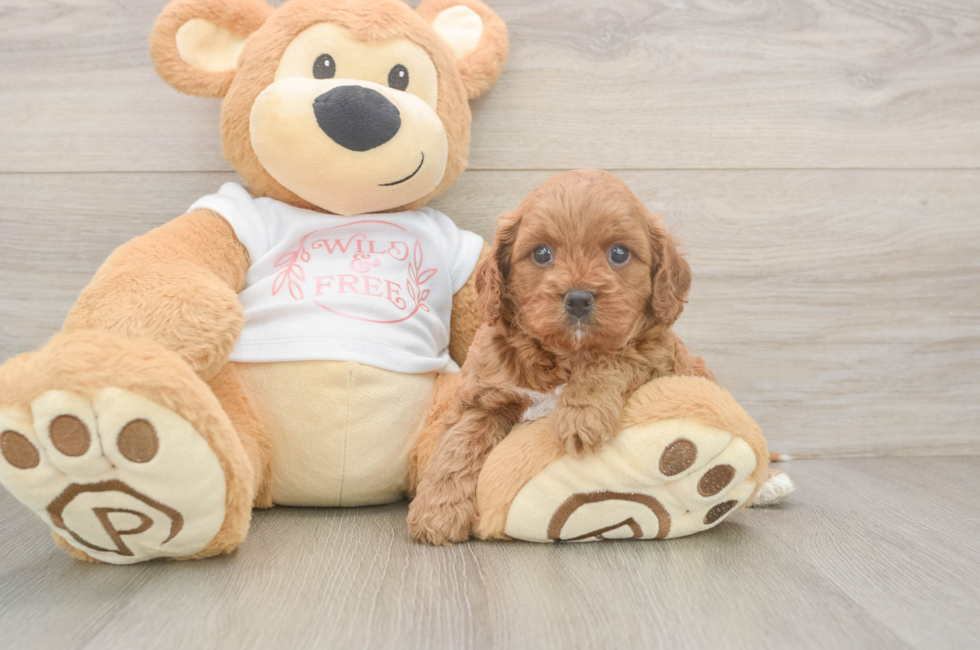 5 week old Cavapoo Puppy For Sale - Lone Star Pups
