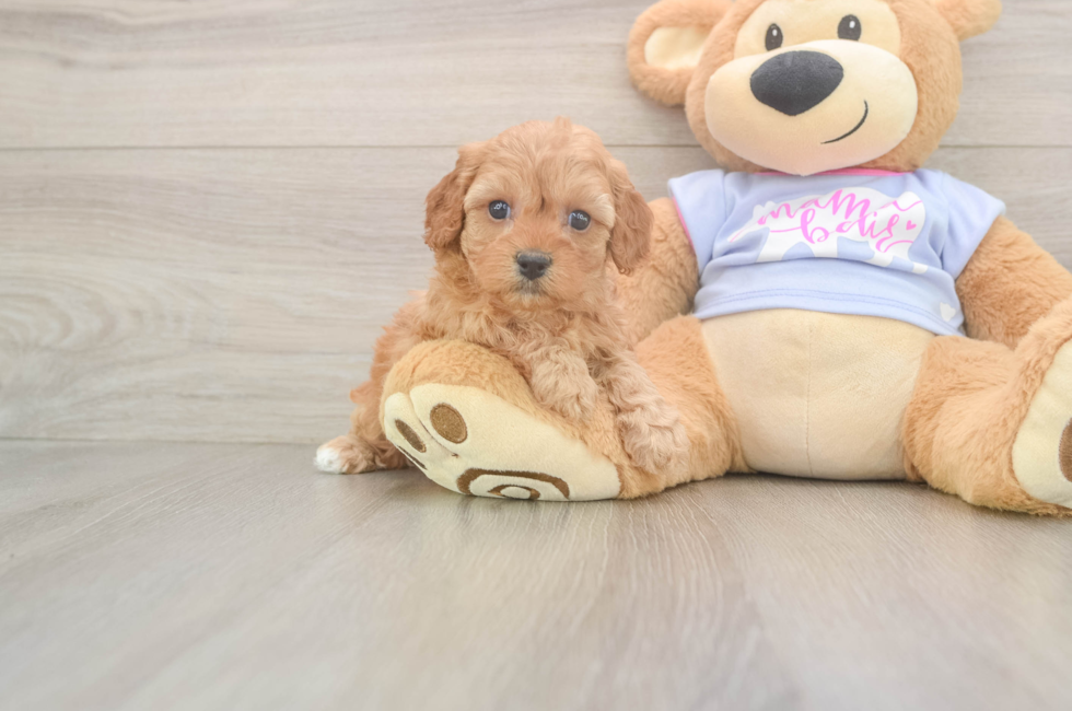 5 week old Cavapoo Puppy For Sale - Lone Star Pups