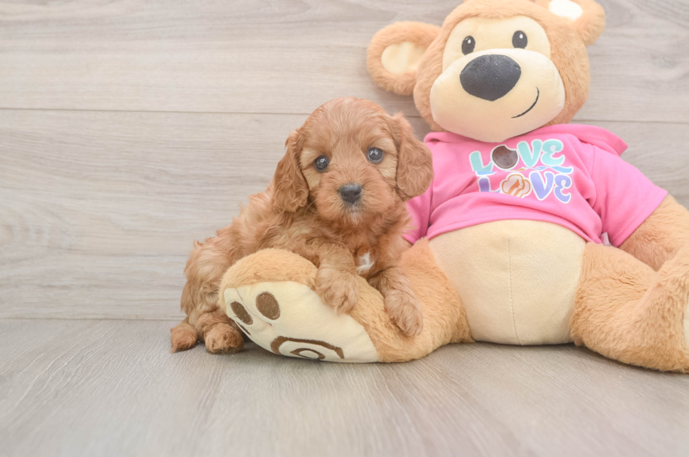 6 week old Cavapoo Puppy For Sale - Lone Star Pups